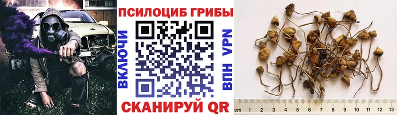 Псилоцибиновые грибы Psilocybine cubensis  Купить где  Свободный 